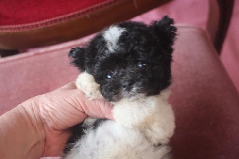 成約済の奈良県のトイプードル-135668の5枚目