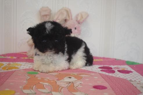 成約済の奈良県のトイプードル-135668の4枚目