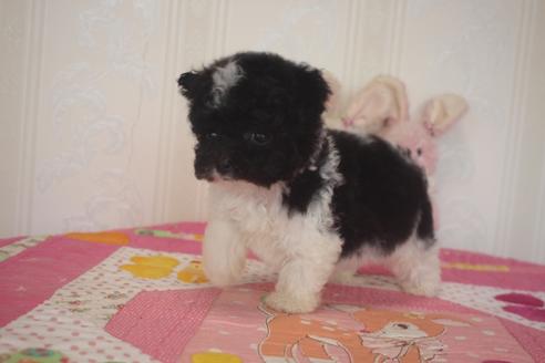 成約済の奈良県のトイプードル-135668の3枚目