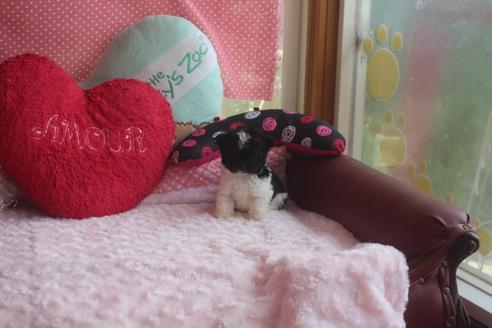 成約済の奈良県のトイプードル-135668の2枚目