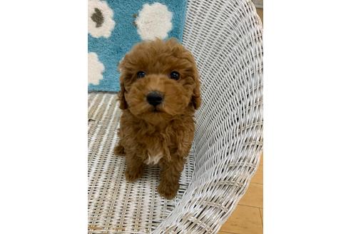 成約済の北海道のトイプードル-133992の23枚目