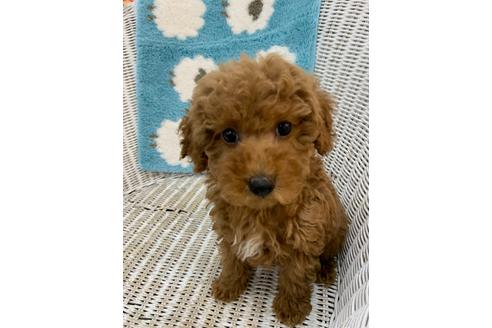 成約済の北海道のトイプードル-133992の22枚目