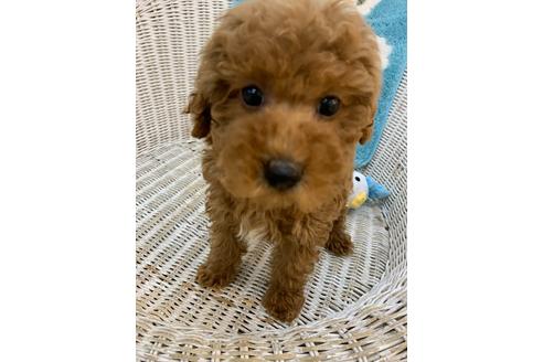 成約済の北海道のトイプードル-133992の21枚目