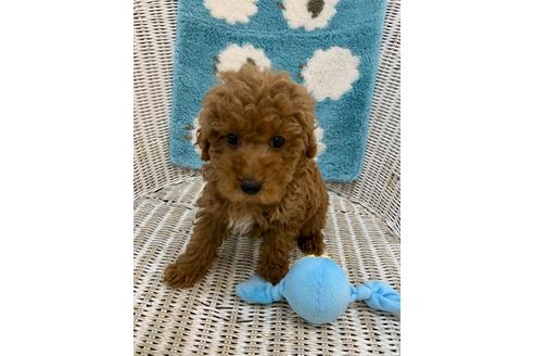 成約済の北海道のトイプードル-133992の20枚目