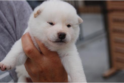 成約済の埼玉県の柴犬-135681の1枚目