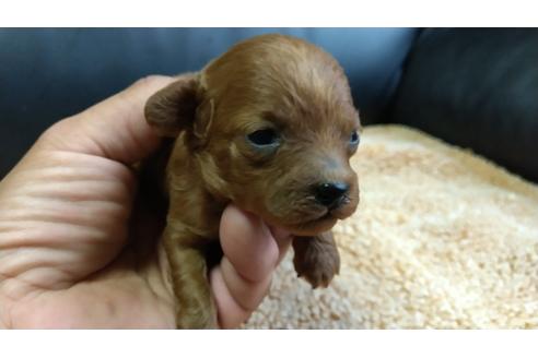 成約済の愛知県のトイプードル-130514の3枚目