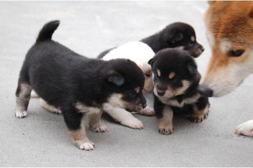 成約済の埼玉県の柴犬-135682の3枚目