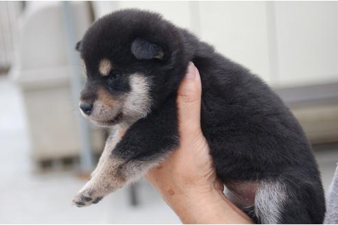 成約済の埼玉県の柴犬-135682の2枚目