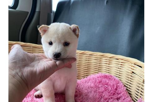 成約済の秋田県の豆柴-132090の2枚目