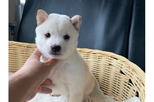 成約済の秋田県の豆柴-132078の1枚目