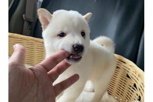 成約済の秋田県の豆柴-132078の3枚目