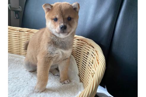 成約済の秋田県の豆柴-132079の1枚目