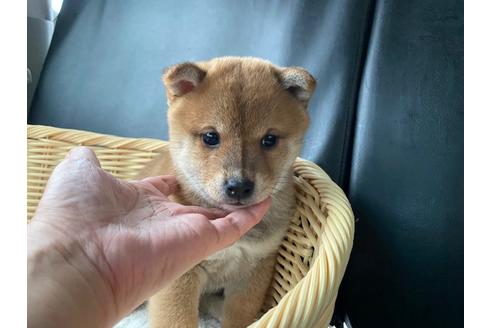 成約済の秋田県の豆柴-132079の3枚目