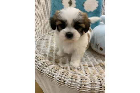 成約済の北海道のミックス犬-135534の4枚目