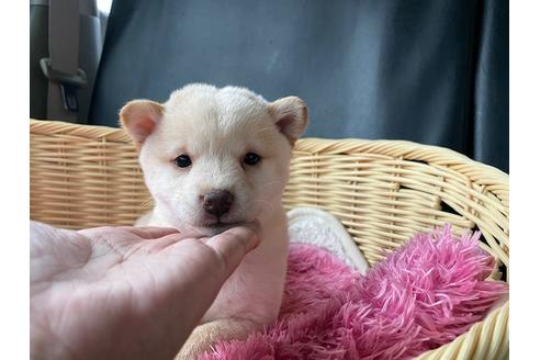 成約済の秋田県の豆柴-132091の4枚目