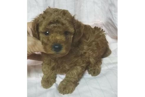 成約済の岐阜県のトイプードル-135702の1枚目