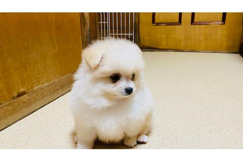 北海道のポメラニアン 男の子 21 03 23生まれ 白くてふわふわでコロコロ 子犬id 1357 ブリーダーナビ 北海道のポメラニアン 男の子 21 03 23生まれ 白くてふわふわでコロコロ 子犬id 1357 ブリーダーナビ