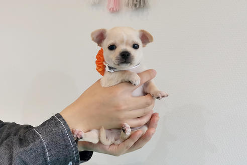 京都府でチワワの子犬を探す ブリーダーナビ 京都府でチワワの子犬を探す ブリーダーナビ