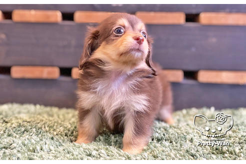 成約済の愛知県のチワックス:チワワ×ミニチュアダックスフンド-135723の7枚目