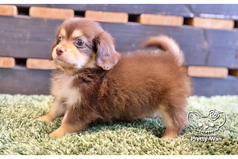 成約済の愛知県のチワックス:チワワ×ミニチュアダックスフンド-135723の6枚目