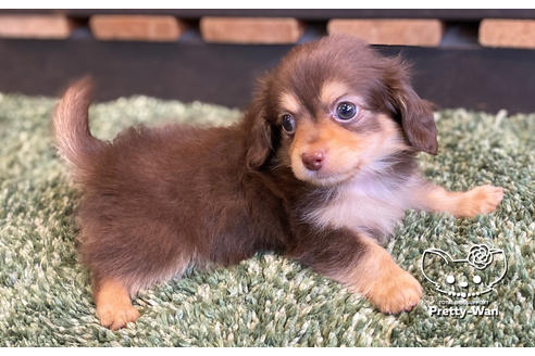 成約済の愛知県のチワックス:チワワ×ミニチュアダックスフンド-135723の3枚目