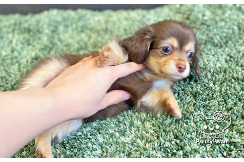 成約済の愛知県のチワックス:チワワ×ミニチュアダックスフンド-135723の5枚目