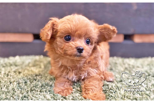 成約済の愛知県のチワプー:チワワ×トイプードル-135724の5枚目