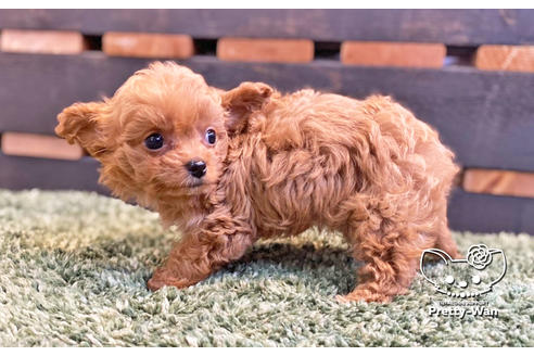 成約済の愛知県のチワプー:チワワ×トイプードル-135724の4枚目