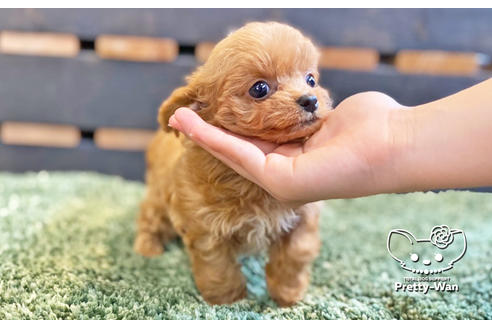 成約済の愛知県のチワプー:チワワ×トイプードル-135724の3枚目