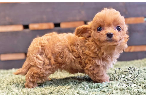 成約済の愛知県のチワプー:チワワ×トイプードル-135724の2枚目