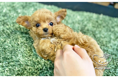 成約済の愛知県のチワプー:チワワ×トイプードル-135724の1枚目