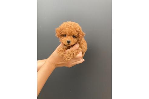 成約済の愛媛県のトイプードル-130774の1枚目