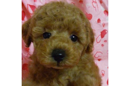 成約済の静岡県のタイニープードル-135737の1枚目