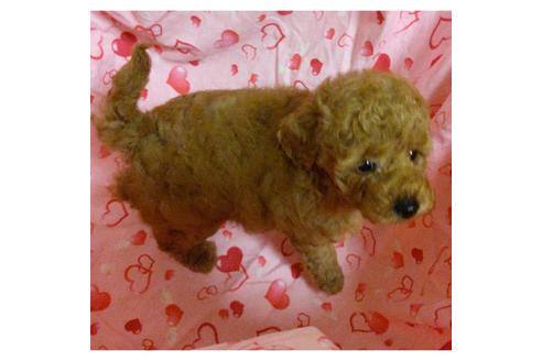 成約済の静岡県のタイニープードル-135737の3枚目