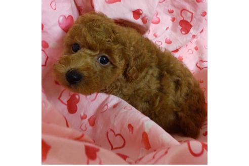 成約済の静岡県のタイニープードル-135737の2枚目