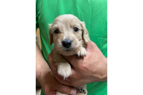 成約済の静岡県のミニチュアダックスフンド(ロングヘアード)-135746の2枚目