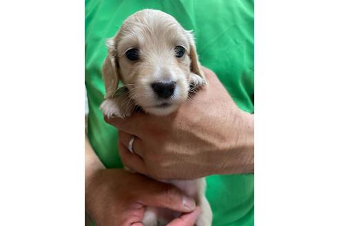 成約済の静岡県のミニチュアダックスフンド(ロングヘアード)-135746の1枚目