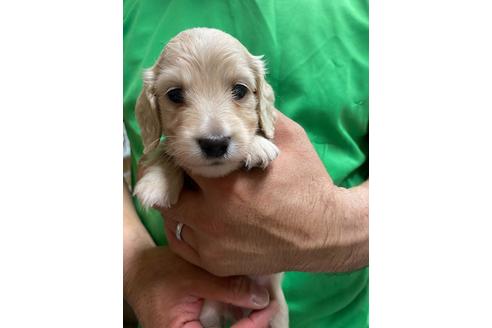 成約済の静岡県のミニチュアダックスフンド(ロングヘアード)-135748の3枚目