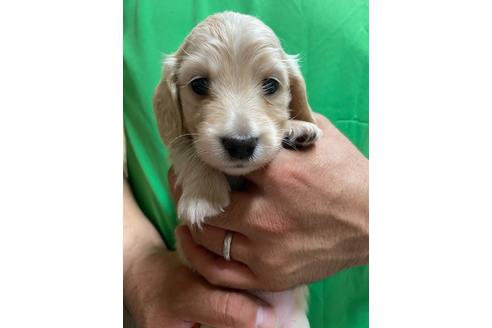 成約済の静岡県のミニチュアダックスフンド(ロングヘアード)-135748の4枚目