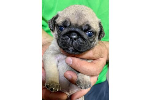 成約済の静岡県のパグ-135750の3枚目