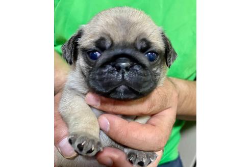 成約済の静岡県のパグ-135750の4枚目