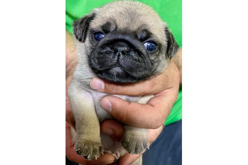 成約済の静岡県のパグ-135750の5枚目