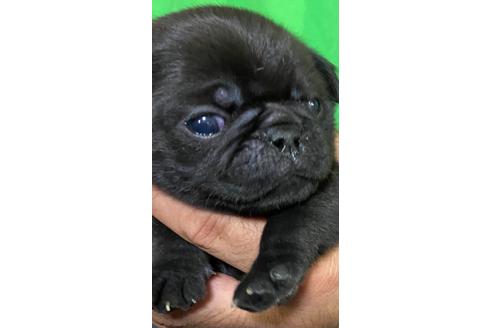 成約済の静岡県のパグ-135751の2枚目