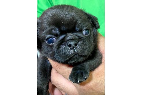 成約済の静岡県のパグ-135751の4枚目