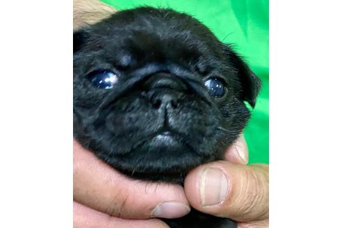 成約済の静岡県のパグ-135752の3枚目