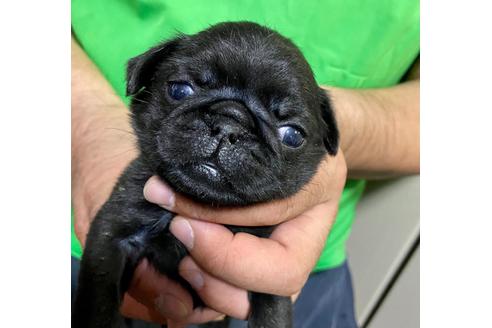 成約済の静岡県のパグ-135752の4枚目