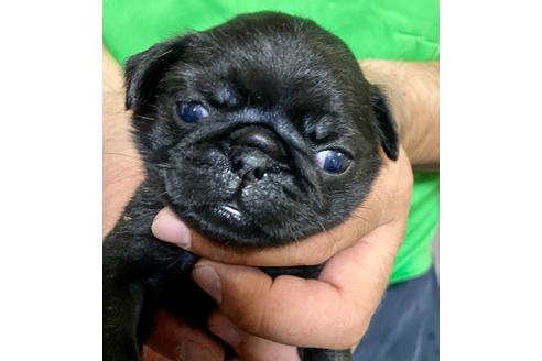 成約済の静岡県のパグ-135752の5枚目