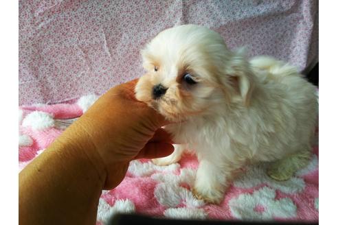 成約済の栃木県のマルチーズ-135753の3枚目