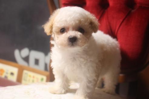 成約済の奈良県のトイプードル-135761の1枚目