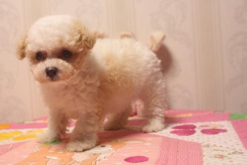 成約済の奈良県のトイプードル-135761の5枚目